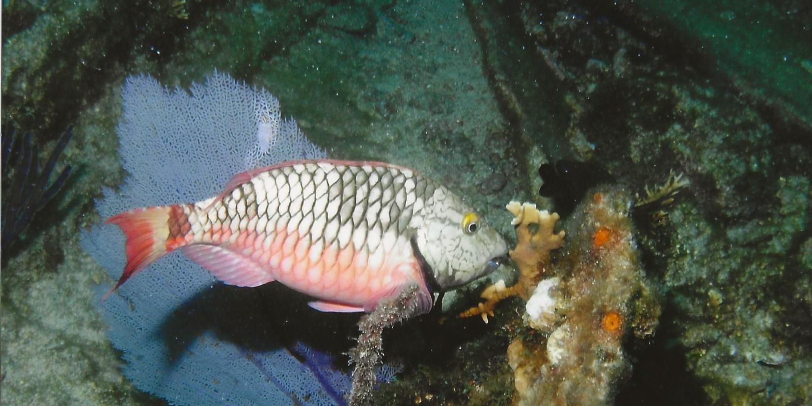 "Explore the Depths of Paradise: Scuba Diving in South Florida and the Keys"